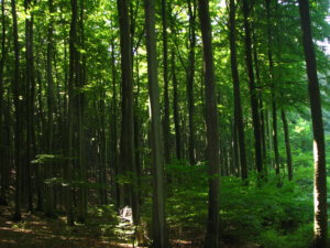 Nationalpark Jasmund im Sommer